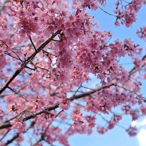 オカメザクラ,サクラ,さくら サクラ 桜,今日のお花,幸せな時間の画像