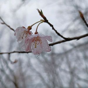 オカメザクラ,サクラ,ソメイヨシノ,夜桜ソメイヨシノ,知恩院  ライトアップの画像
