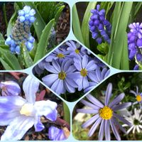 チオノドクサ,ムスカリブルーマジック,鉢植え。,繋がりに感謝✨,青い花マニアの画像