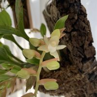 フォリドータ チネンシス,ハンキング,観葉植物,花芽,洋蘭の画像