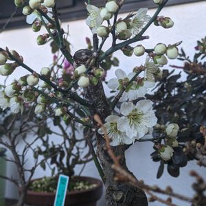 梅 (白梅),盆栽,古典園芸植物,古典園芸植物,北海道の画像