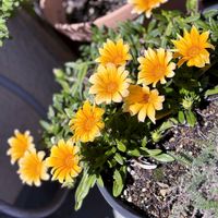 ガザニア,宿根草,ガザニア カナリアスマイル,黄色い花,バルコニーの画像