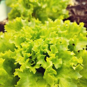 フリルレタス,新鮮野菜,プランター植え,プランター栽培,小さな庭の画像