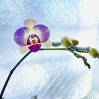 ミニ胡蝶蘭,寄せ植え,癒し,花のある暮らし,ありがとう♡の画像