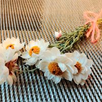 ハナカンザシ,花かんざし,春の花,ドライフラワー,白い花の画像