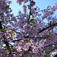 サクラ,オオカンザクラ,タイリョウザクラ,上野恩賜公園,今日のお花の画像