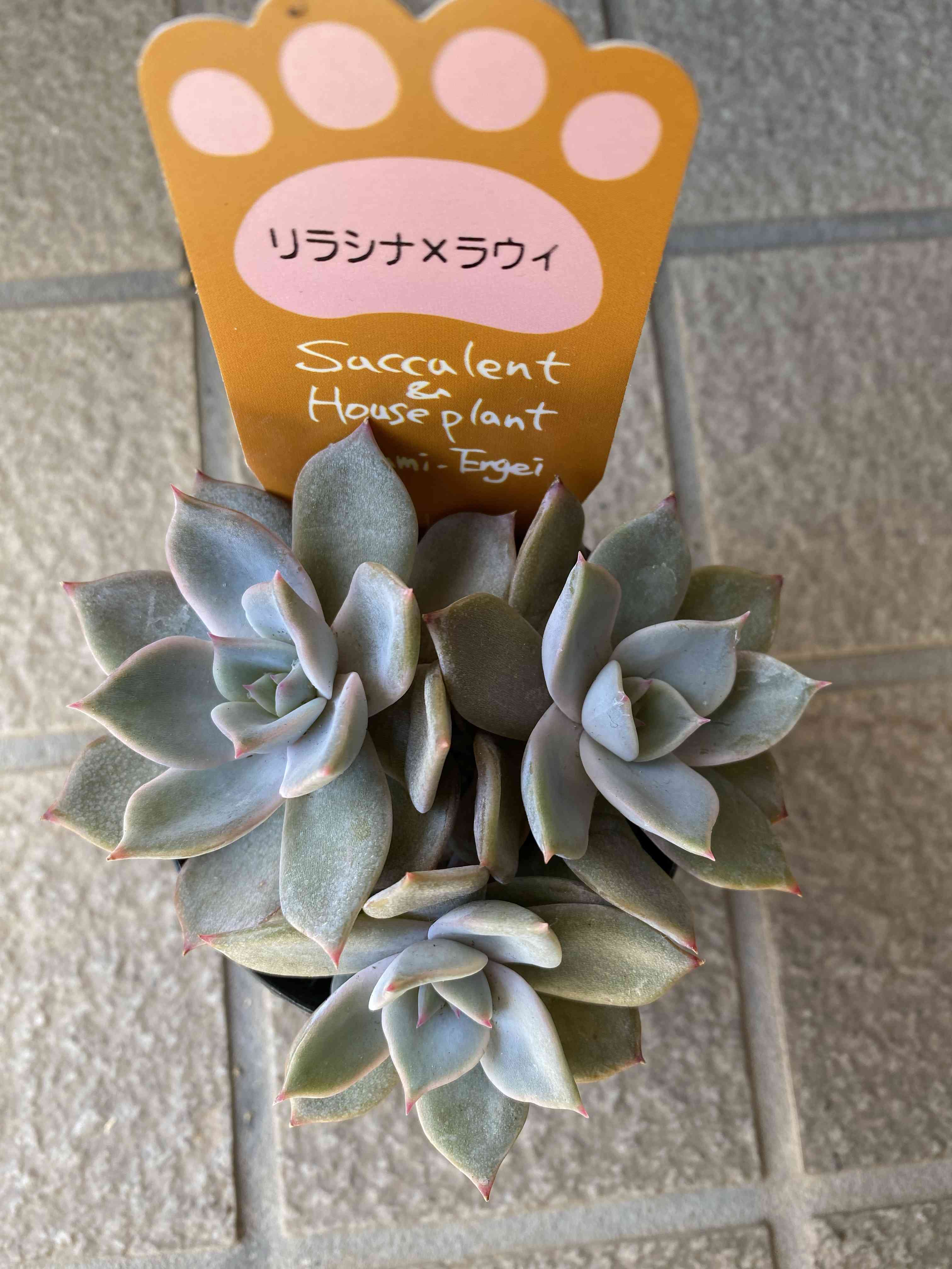 渥美園芸苗の一覧｜🍀GreenSnap（グリーンスナップ）