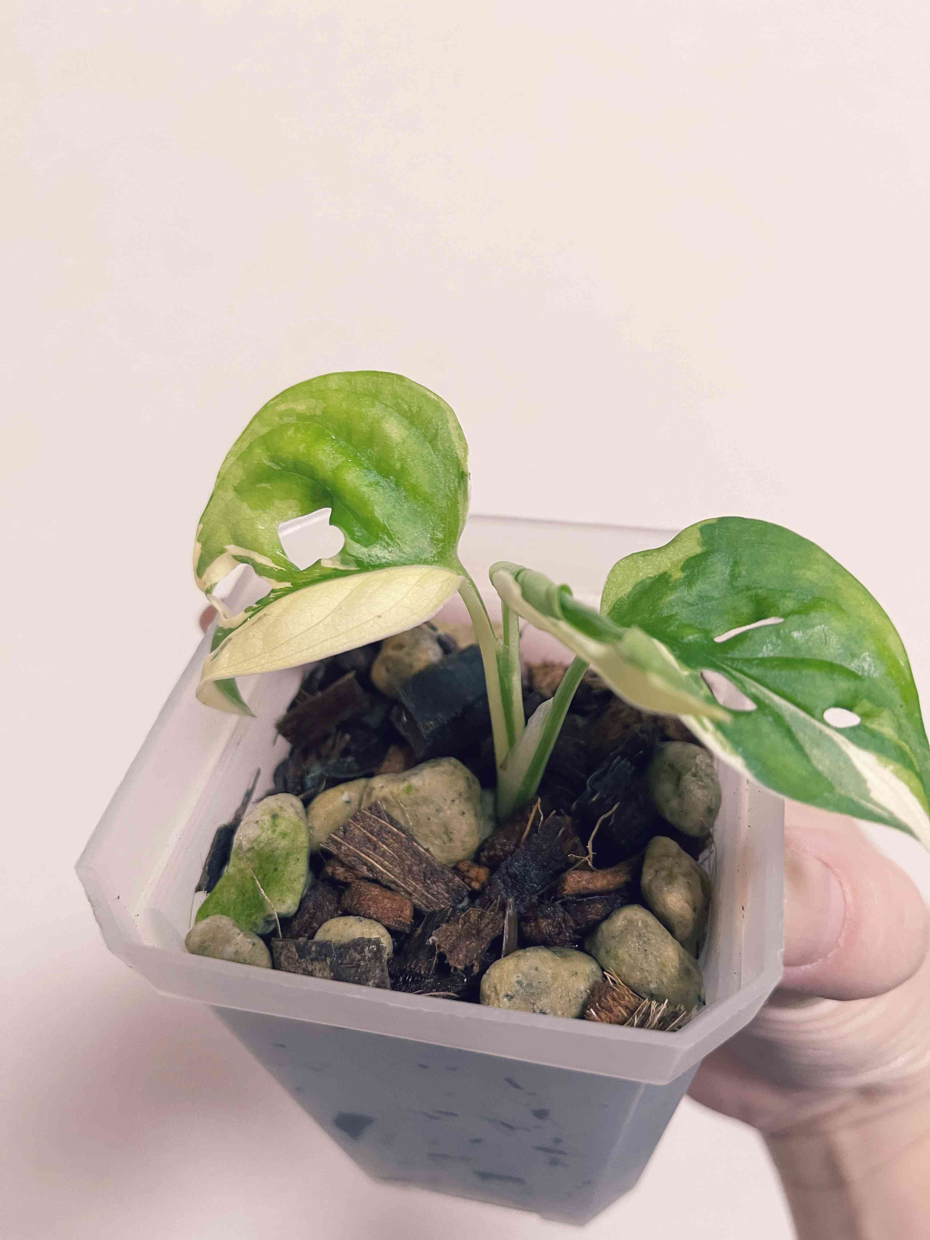 フィロデンドロン・セロームの投稿画像 by かねまるさん｜植え替えと