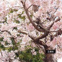 アルストロメリア,ユリ,グロリオサ,八重咲きストック,玉縄桜の画像