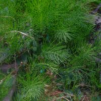 ハオルチア,多肉植物,観葉植物,塊根植物,サボテン科の画像