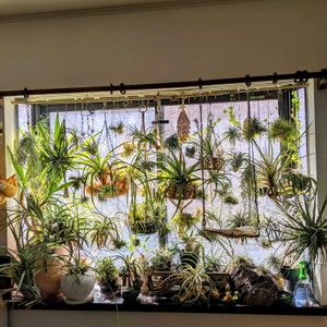 チランジア,観葉植物,塊根植物,エアープランツ/チランジア,窓辺の画像