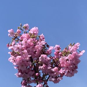 サクラ,陽光桜,さくら サクラ 桜,桜 さくら,地植えの画像
