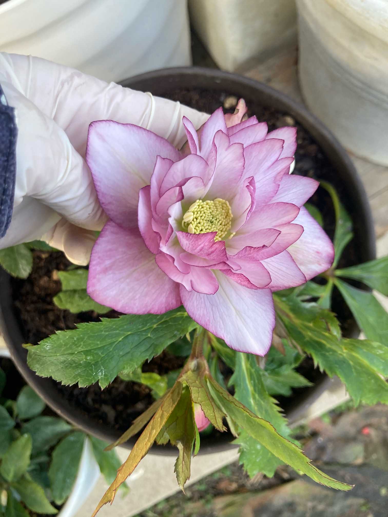 クリスマスローズ 株分け SSフレックルキス クリスマスローズ 株分け SSフレックルキス no.2 クリスマスローズ 10