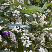 ハーデンベルギア,ハーデンベルギア,つる性植物,常緑,3月の画像