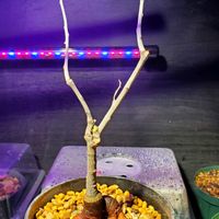 アデニア・イサロエンシス,塊根植物,コーデックス,珍奇植物の画像