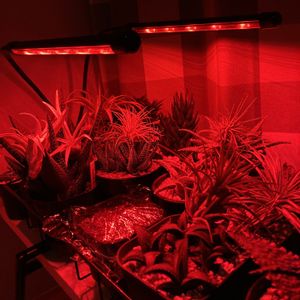 アロエ属,エアープランツ/チランジア,植物育成LEDライトの画像