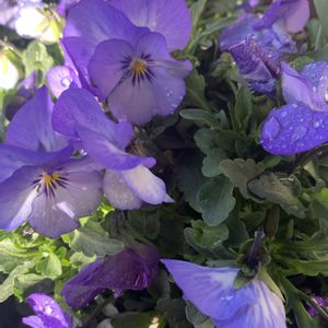おはよう,ビオラ・パンジー,紫色のお花,❤️M.family❤️,玄関アプローチの画像