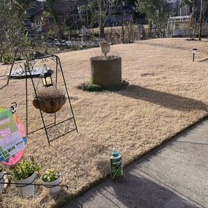 芝生,芝生の庭,PR,お庭と暮らす,シバキープモニター2024の画像