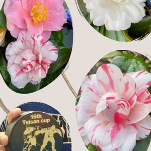 茶花,超古民家と庭,里地里山,I♡Chiba,広い庭の画像