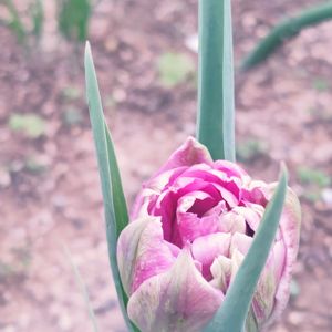 チューリップ,花苗,3月,庭のある暮らし,おうち園芸の画像