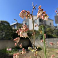 ブルーベリー ラビットアイ系,植物のある暮らし,iPhone撮影,わが家のブルーベリー❢,マンション住まい1F庭つきの画像