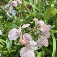 ネメシア,地植え,こぼれ種,可愛らしい,ピンク色の花の画像