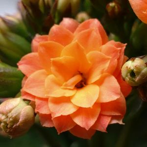 カランコエ,可愛い♡,オレンジ色の花,おうち園芸,キッチンの画像