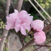 桃の花,開花,毎年咲く,ピンク色,大きくなったの画像