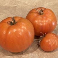 大玉トマト 大寿,収穫,種から,自家製野菜,野菜の収穫の画像