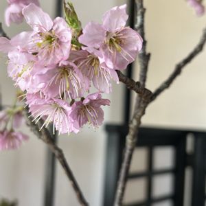小品盆栽,iPhone撮影,ホッコリ,桜の花♡,お出かけ先にての画像