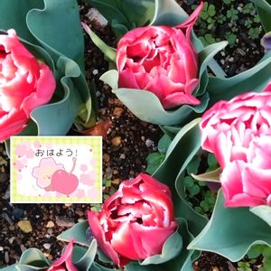 チューリップ,赤い花,秋植え球根,プランター栽培,家庭園芸の画像