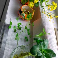 豆苗,チンゲンサイ,小松菜の菜花の画像