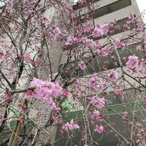 サクラ,ヒマラヤユキノシタ,しだれ桜,枝垂れ桜,シダレザクラの画像