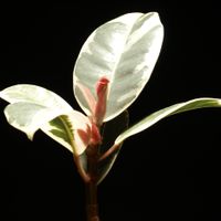 ゴムの木,フィカス・ティネケ,フィカスティネケ,観葉植物,新芽の画像