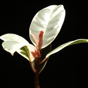 ゴムの木,フィカス・ティネケ,フィカスティネケ,観葉植物,新芽の画像