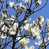 モクレン,白い花,花のある暮らし,青い空の画像