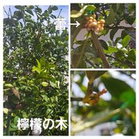 イベリス,レモン,アイビー（ヘデラ）,アイビー（ヘデラ）,黄花木蓮の画像