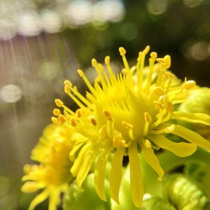 ドドランタリス,アエオニウム ドドランタリス,花芽祭り,玉ボケ倶楽部,多肉ファン❤︎の画像