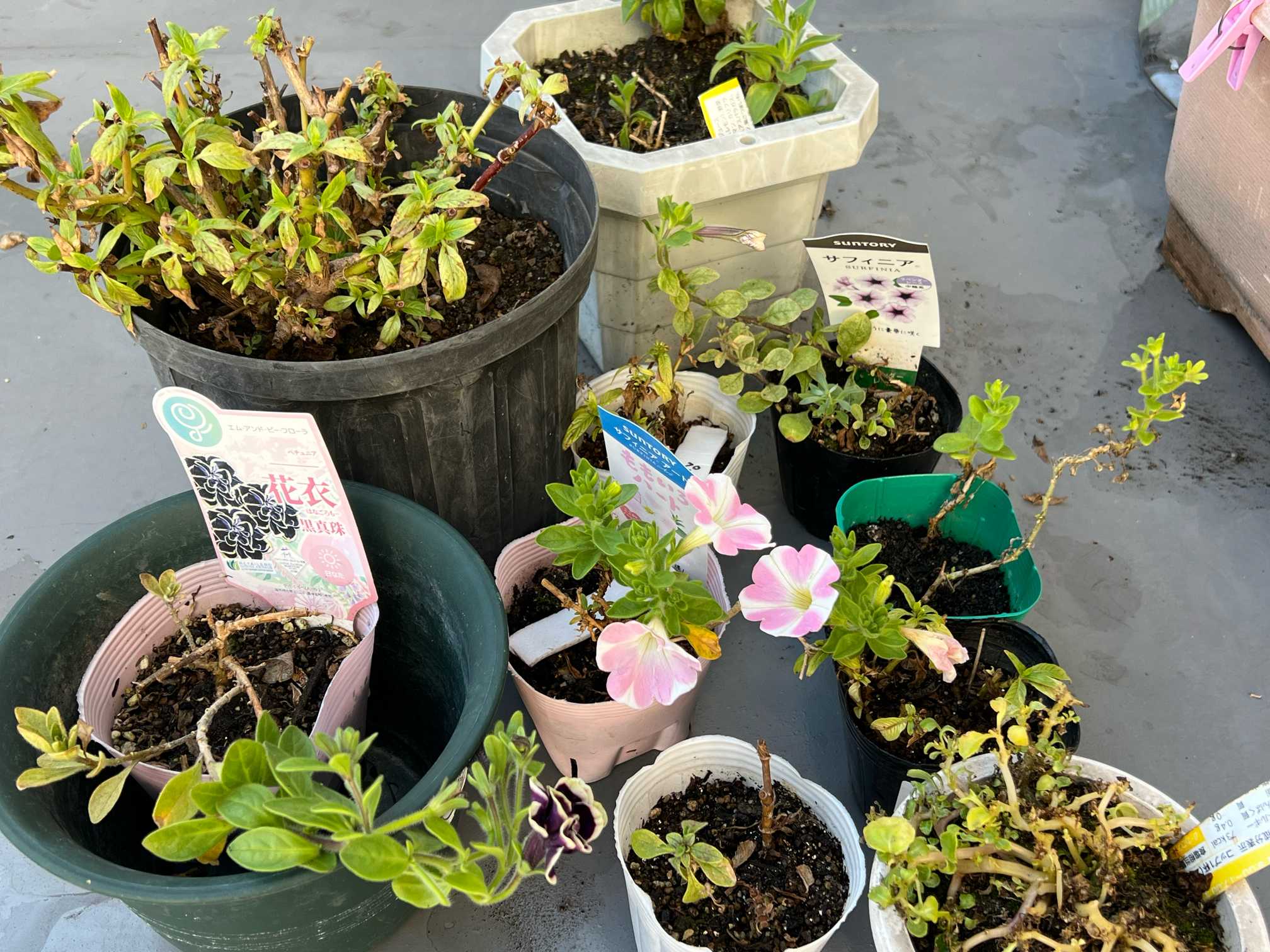 クリスマスローズ 抜き苗 クリスマスローズ 4〜5年生 抜き苗 7株 楽天