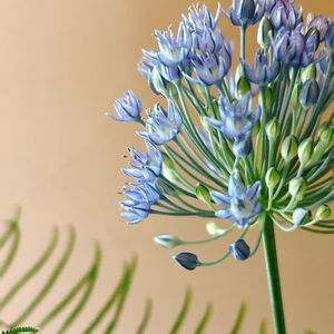 日比谷花壇,ブーケ,卒業,青い花,花のある生活の画像