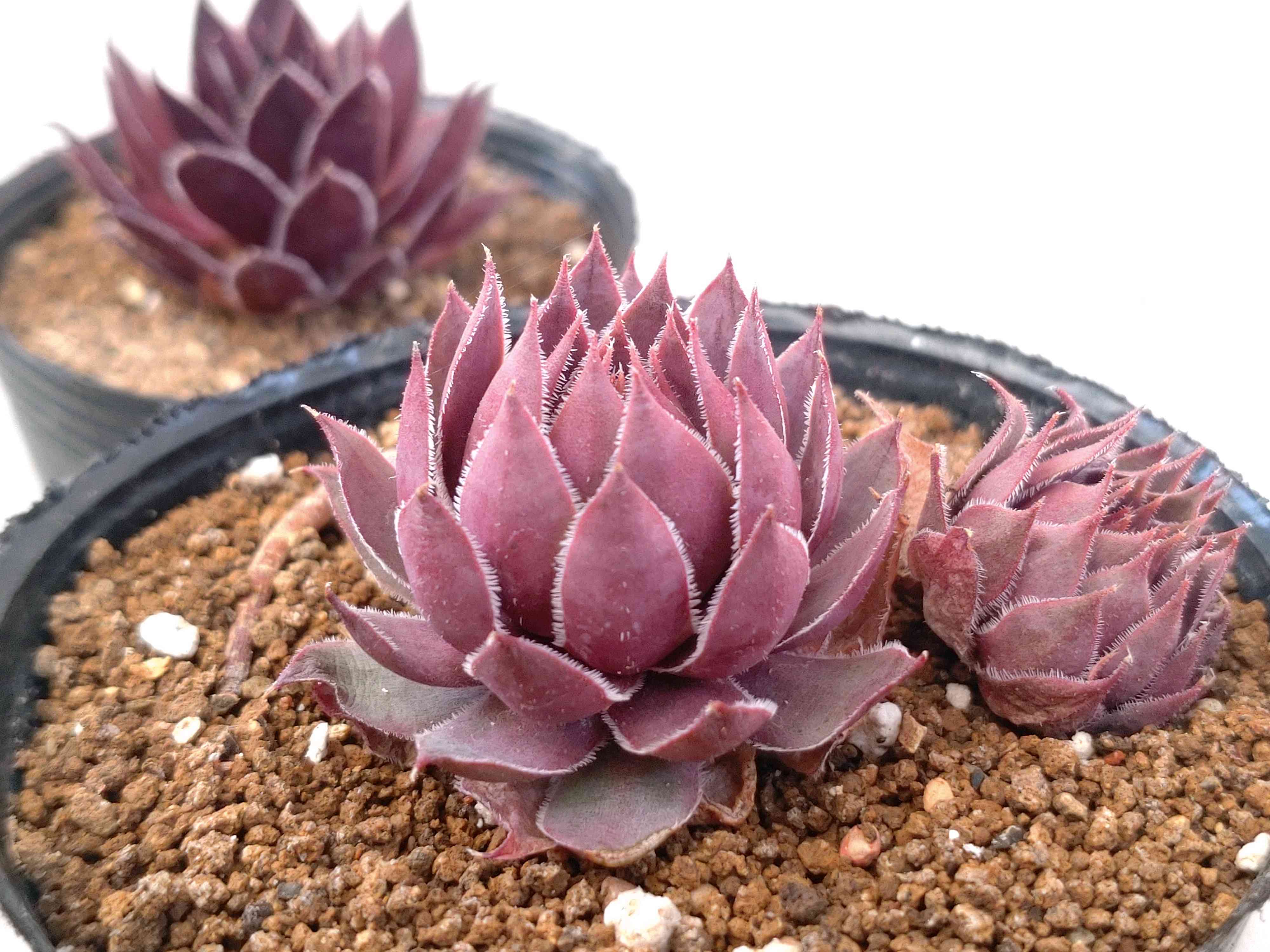 センペルビウム　ストロベリーキウイ 園芸ネット本店｜センペルビウム：ストロベリーキウイ 3号ポット の