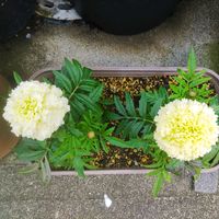 バニラ,花達,鉢はち,マリー  ゴールド,綺麗なお花✨の画像