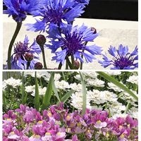 イベリス,ネメシア,矢車菊,かわいい花,花色々の画像