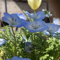 チューリップ,ナチュラルガーデン,花のある暮らし, ネモフィラ,お花は癒しの画像