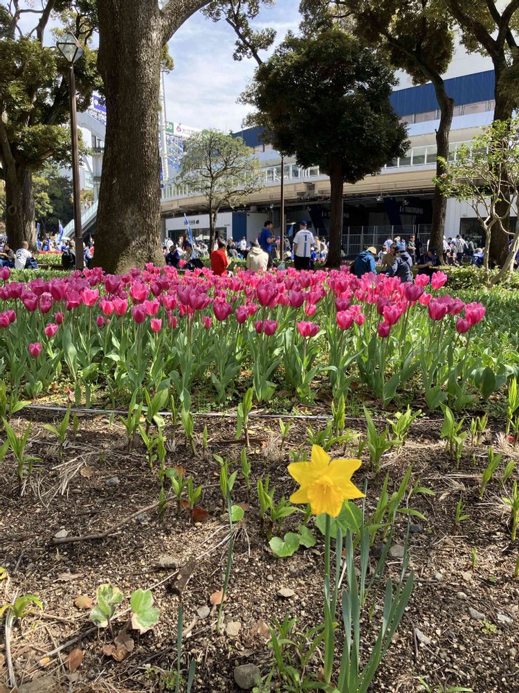 クミンさんの横浜公園への投稿