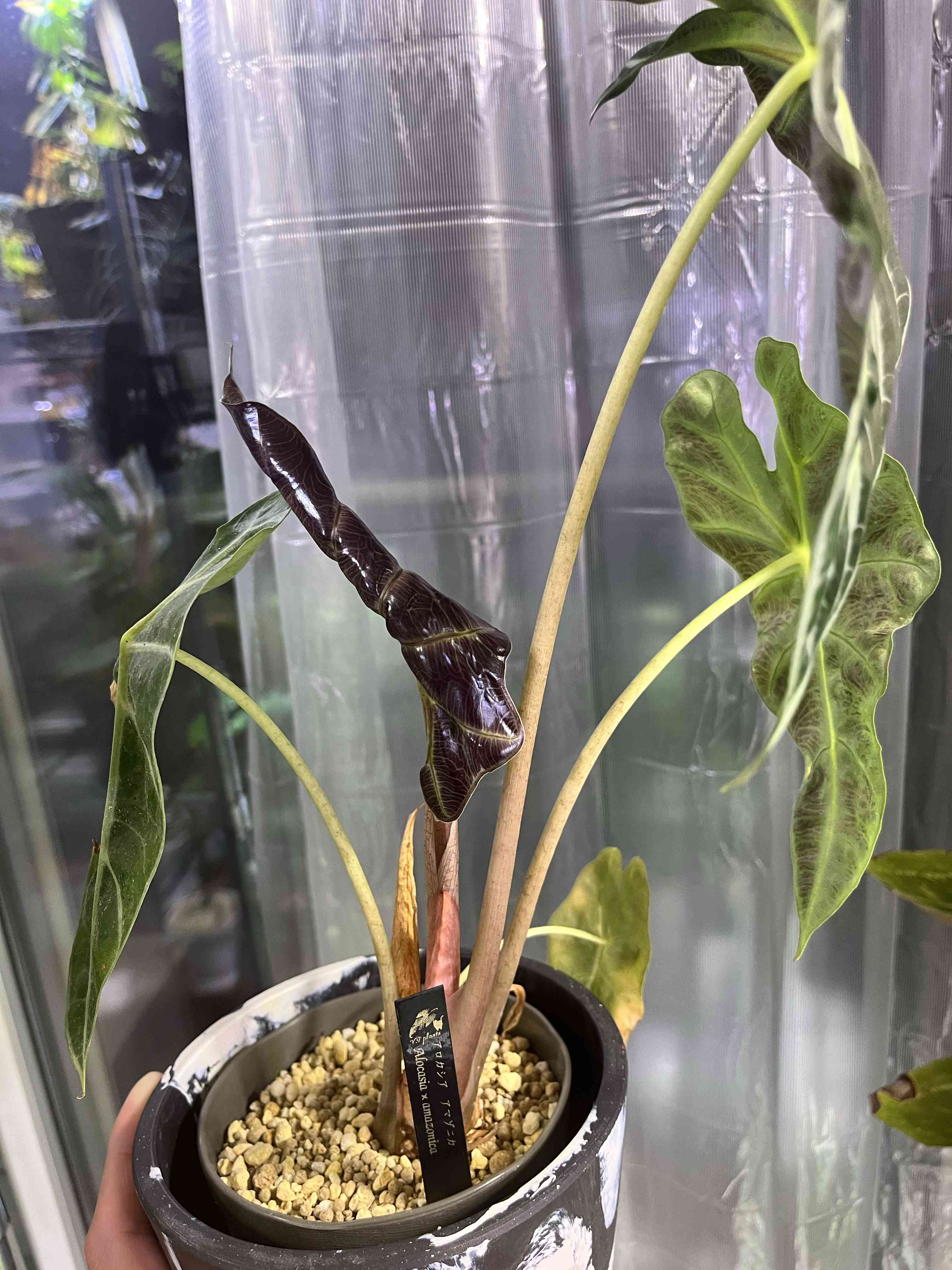 カラテア ピクツラータ ジュリアの一覧｜🍀GreenSnap（グリーンスナップ）