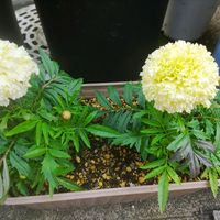 マリーゴールド,バニラ,花達,鉢はち,綺麗なお花✨の画像