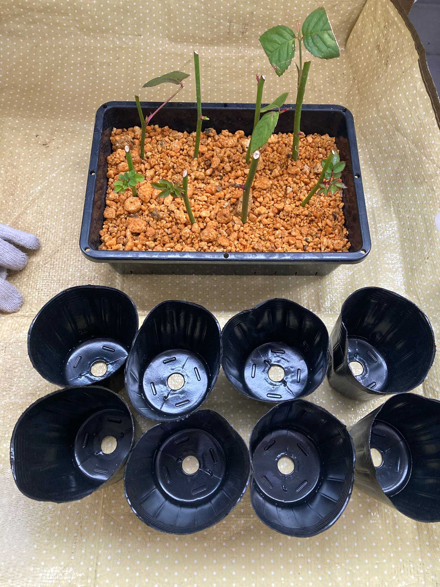 切り花から挿し木｜🍀GreenSnap（グリーンスナップ）