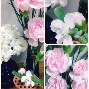 カーネーション,ストック,切り花を楽しむ,可愛いお花達,世界に平和をの画像