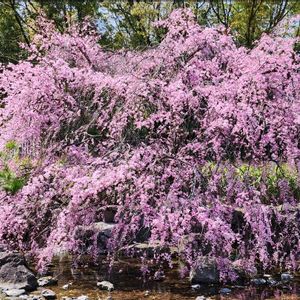 枝垂れ桜,シダレザクラ,日本庭園,お出掛け先,名古屋市の画像
